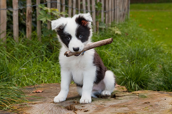 Eastern Colorado Veterinary Services