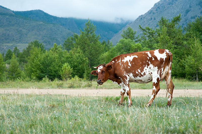 Eastern Colorado Veterinary Services